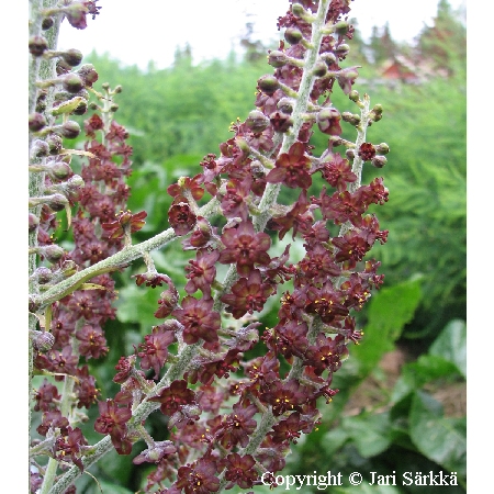  Veratrum nigrum
